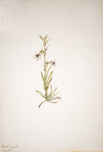 Sin título - Estudio de plantas de Mary Vaux Walcott