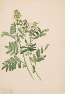 Sin título - Estudio de plantas, 1919 de Mary Vaux Walcott