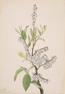 Sin título - Estudio de plantas, 1923