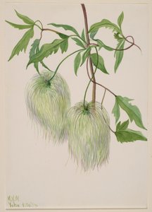 Sin título--Estudio de plantas, 1939 de Mary Vaux Walcott