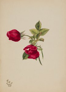 Sin título--Rosa, 1878