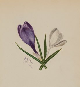 Sin título (Azafranes) de Mary Vaux Walcott