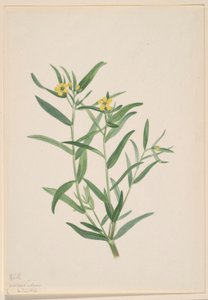 Sin título (Estudio de flores) de Mary Vaux Walcott