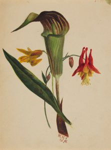 Sin título (Jack en el púlpito) de Mary Vaux Walcott