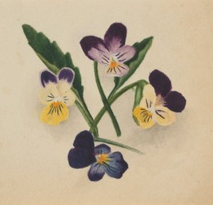 Sin título (Pensamientos) de Mary Vaux Walcott