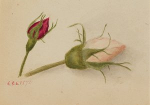 Sin título (capullos de rosa) de Mary Vaux Walcott