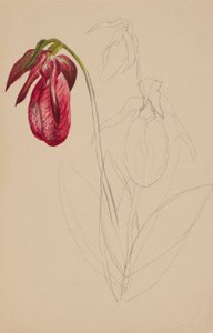 Sin título (boceto inacabado) de Mary Vaux Walcott