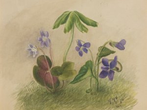 Sin título de Mary Vaux Walcott