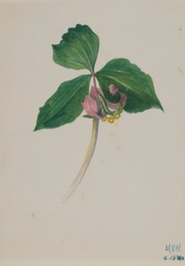 Sin título de Mary Vaux Walcott