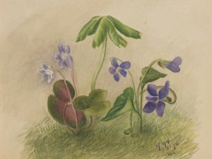Sin título de Mary Vaux Walcott