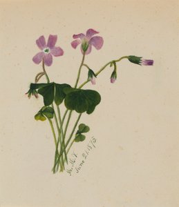 Sin título, 1875 de Mary Vaux Walcott