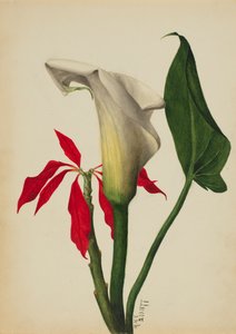 Sin título Lirio de agua de Mary Vaux Walcott