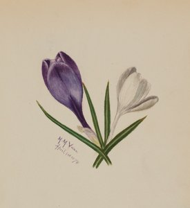 Sin título Azafranes, 1874 de Mary Vaux Walcott
