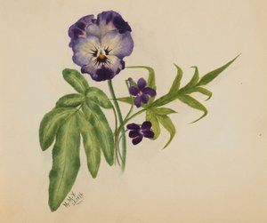 Sin título Pensamiento, 1876 de Mary Vaux Walcott