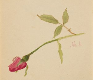 Rosa Sin Título, 1872 de Mary Vaux Walcott