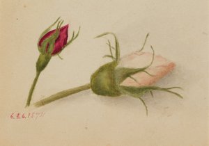 Capullos de rosa sin título, 1874