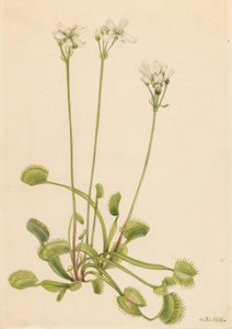 Venus atrapamoscas (Dionaea muscipula) de Mary Vaux Walcott
