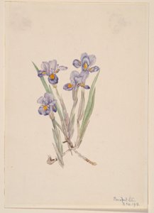 Lirio vernal (Iris verna) de Mary Vaux Walcott