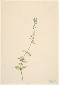 Veronica serpyllifolia de Mary Vaux Walcott