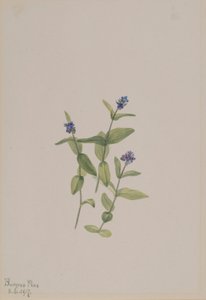 Veronica wormskjoldii de Mary Vaux Walcott