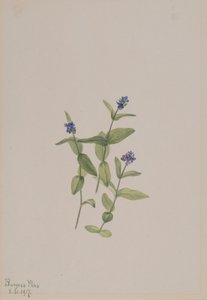 Verónica wormskjoldii de Mary Vaux Walcott