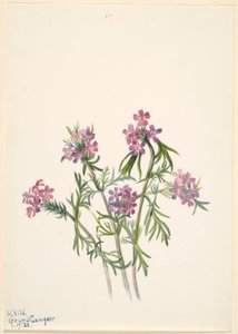 Verbena (Verbena wrightii) de Mary Vaux Walcott