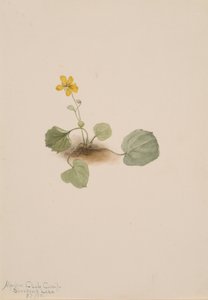 Viola orbiculata de Mary Vaux Walcott