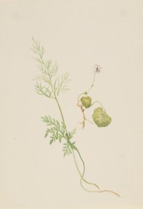 Viola palustris de Mary Vaux Walcott
