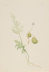 Viola palustris, ca. 1917-1918 de Mary Vaux Walcott