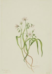 Virginia Springbeauty Claytonia virginica, 1919 de Mary Vaux Walcott