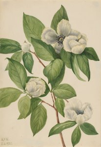Stewartia de Virginia (Stewartia malachodendron)