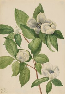 Virginia Stewartia Stewartia malachodendron, 1925