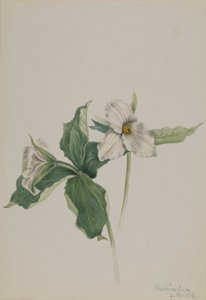 Petirrojo de la vigilia (Trillium grandiflorum) de Mary Vaux Walcott