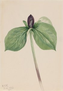 Petirrojo (Trillium sessile) de Mary Vaux Walcott