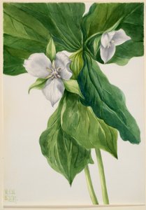 Petirrojo despierto (símil Trillium) de Mary Vaux Walcott