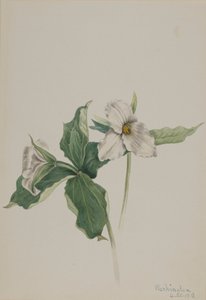 Wake-Robin Trillium grandiflorum de Mary Vaux Walcott