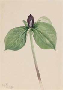 Wake-Robin Trillium sessile, 1920 de Mary Vaux Walcott