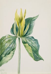 Wake-Robin Trillium underwoodii de Mary Vaux Walcott