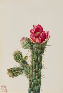 Cholla bastón (Opuntia imbricata) de Mary Vaux Walcott