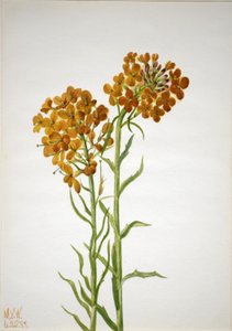Alhelí (Erysimum wheeleri) de Mary Vaux Walcott