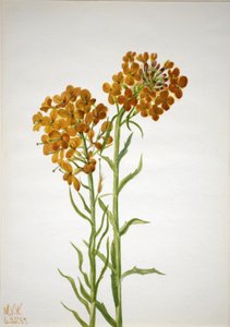 Alhelí (Erysimum wheeleri), 1937 de Mary Vaux Walcott