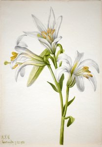 Lirio de Washington (Lilium washingtonianum) de Mary Vaux Walcott