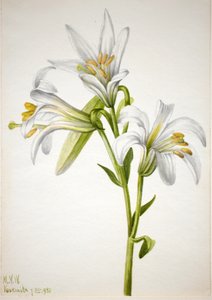 Lirio de Washington Lilium washingtonianum, 1933 de Mary Vaux Walcott