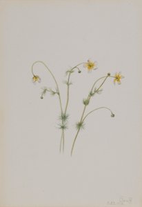 Pie de gallo de agua (Batrachium trichophyllum) de Mary Vaux Walcott