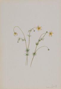 Ranúnculo acuático Batrachium trichophyllum, 1918