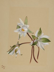 Nenúfares (Castalia odorata) de Mary Vaux Walcott