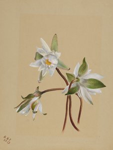 Nenúfares Castalia odorata, 1879 de Mary Vaux Walcott