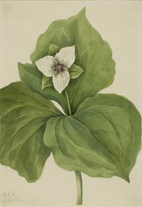Trillium de Cera de Mary Vaux Walcott