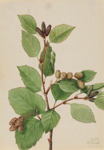 Aliso verde occidental Alnus sinuata de Mary Vaux Walcott