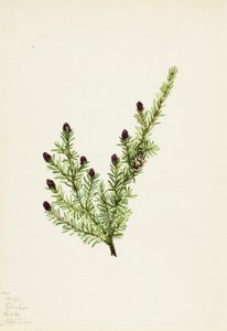 Cicuta occidental (Tsuga heterophylla) de Mary Vaux Walcott